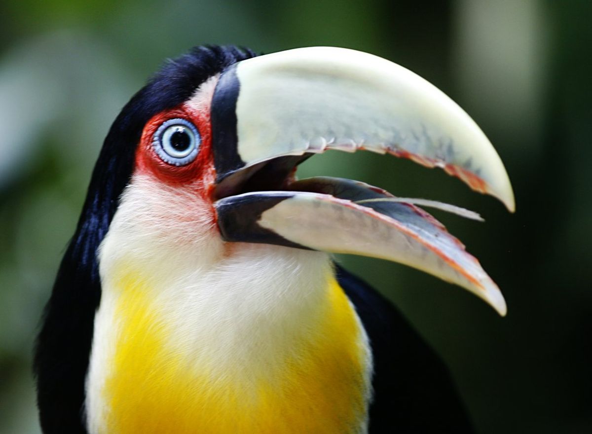 Tucano no Parque das Aves
